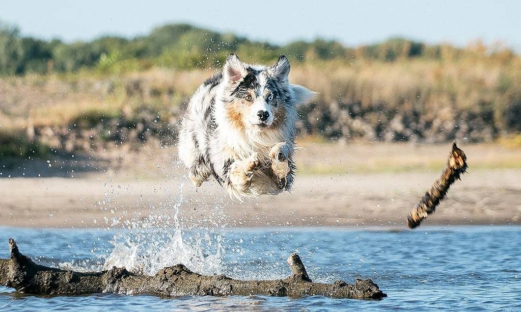 Quelles sont les bases de l'éducation d'un chien ?