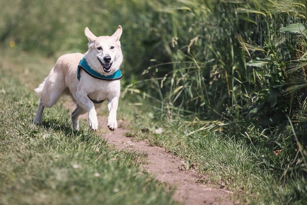 Comment dresser un chien ?