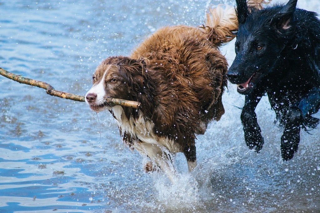 Quelles sont les bases de l'éducation d'un chien ?