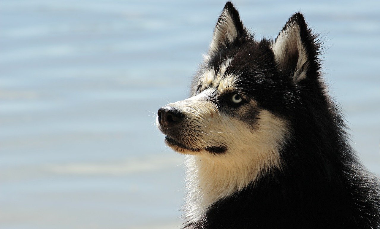 Quels mots comprennent les chiens ?