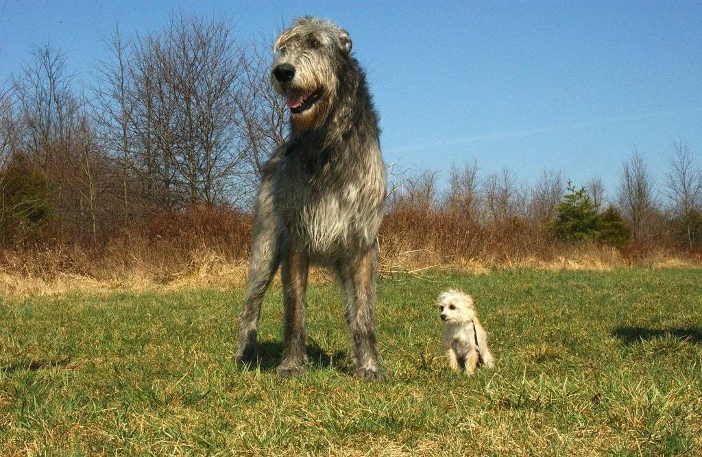 Quand commencer le dressage d'un chien ?