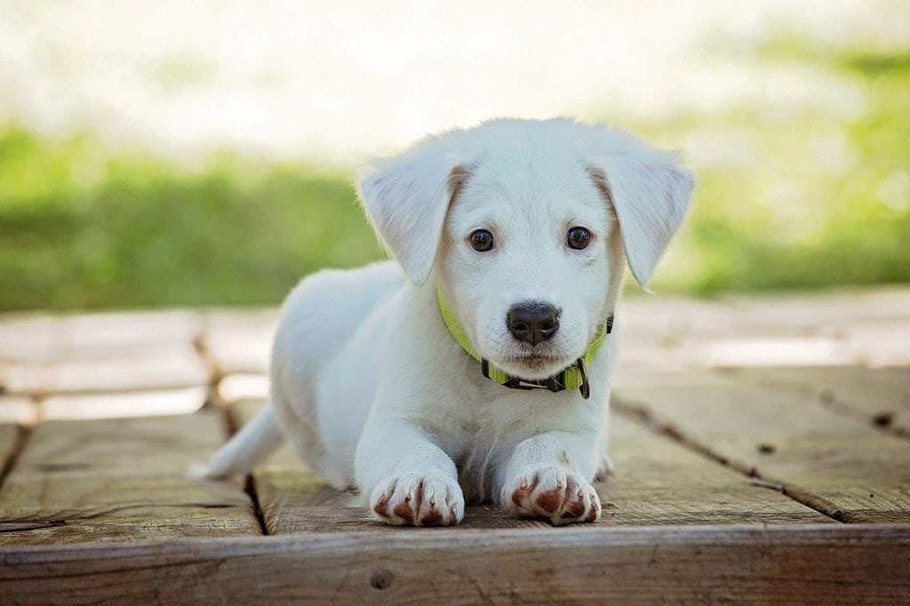 Comment éduquer son chien ?